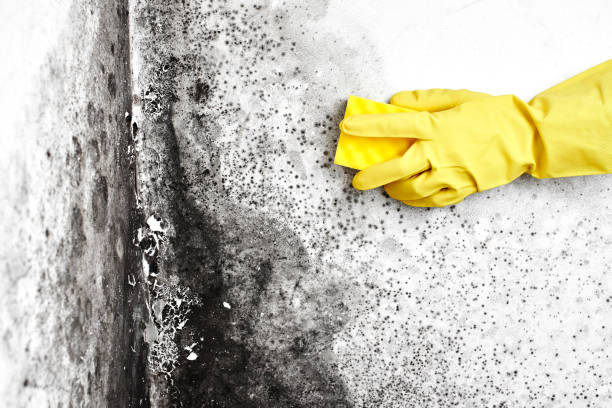 Best Black Mold Remediation in Ravenna, NE