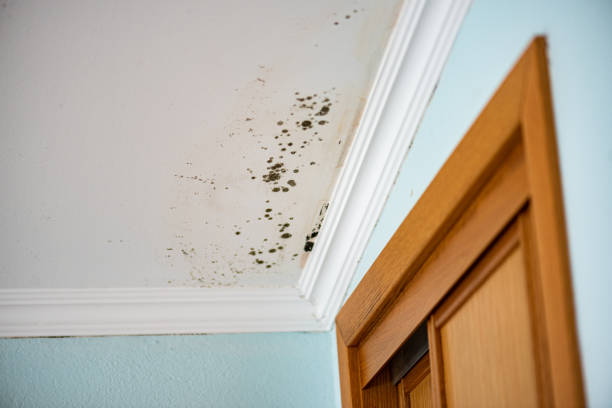Best Commercial Mold Remediation in Ravenna, NE