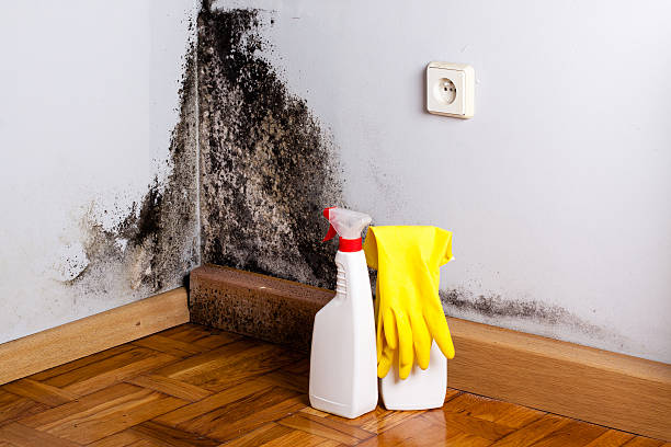 Best Mold Remediation for Specific Building Types in Ravenna, NE